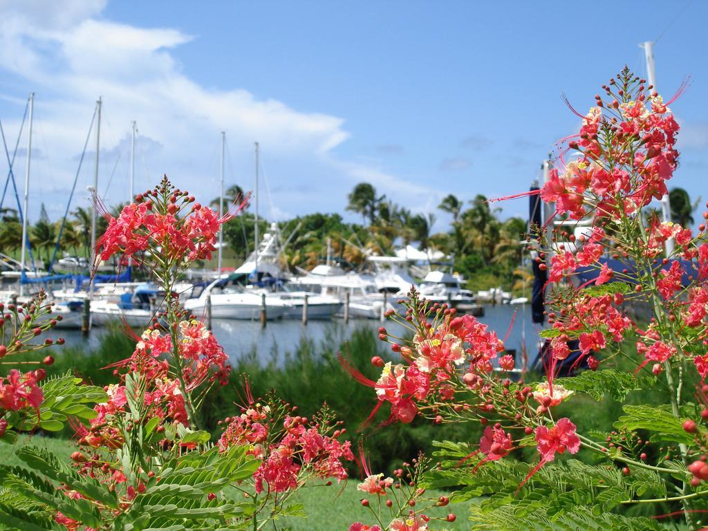 Tamarind Reef Resort Spa & Marina Christiansted Buitenkant foto